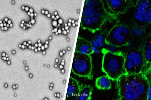 طراحی نانوذراتی برای از بین بردن تومورهای بدخیم