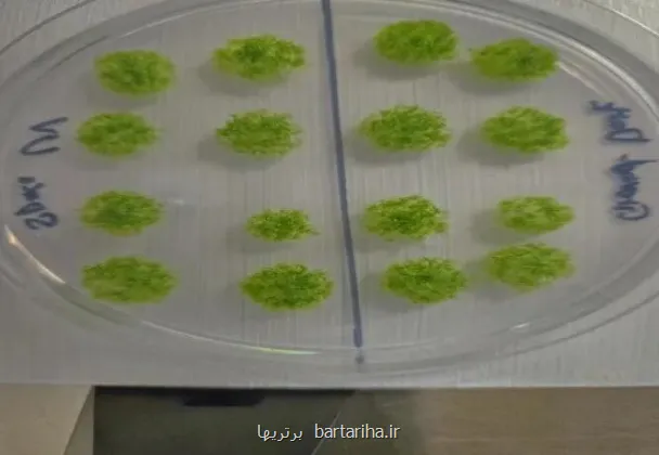 گیاه جان سخت بعد از برگشت از فضا روی زمین زنده ماند