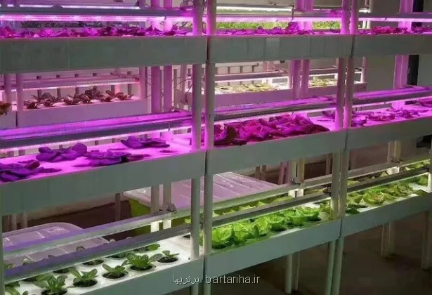 رسیدن به راهکاری نوین برای بهینه سازی ریز ازدیادی گیاهان با بهره گیری از نورهای LED در ایران