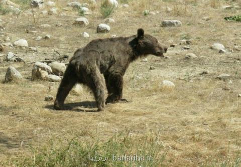 گفتگو با زنی كه مدافع توله خرس سوادكوه بود